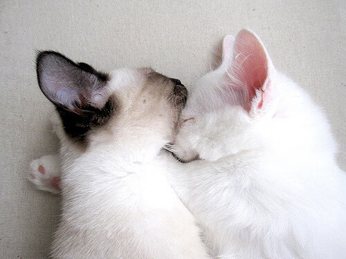 冰与火之歌，帕尔默的灵焰穿越挪威的冰封防线