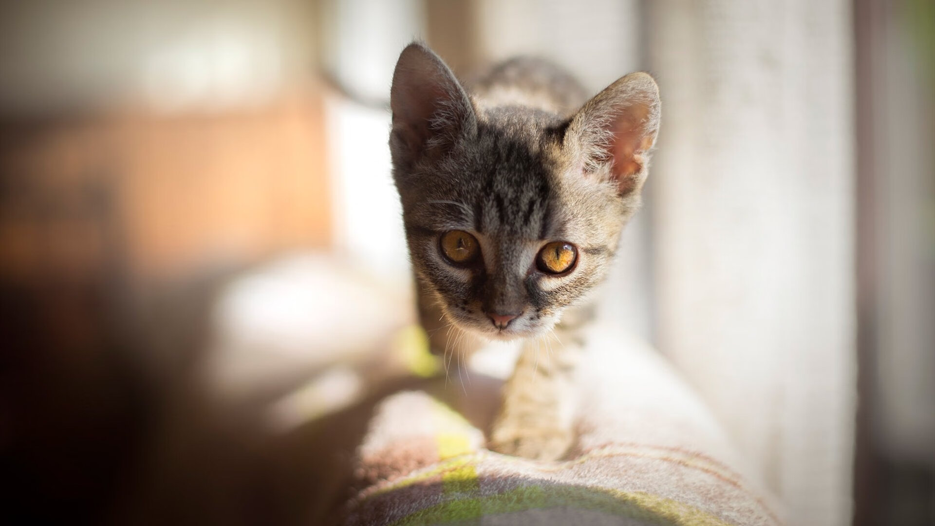 安哥拉强压新西兰,卢卡库关键先生闪耀友谊赛