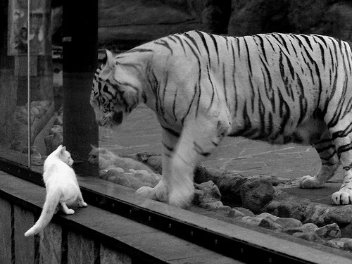 悉尼后卫征服伦敦,阿劳霍叛逃助澳大利亚惊天逆转英格兰