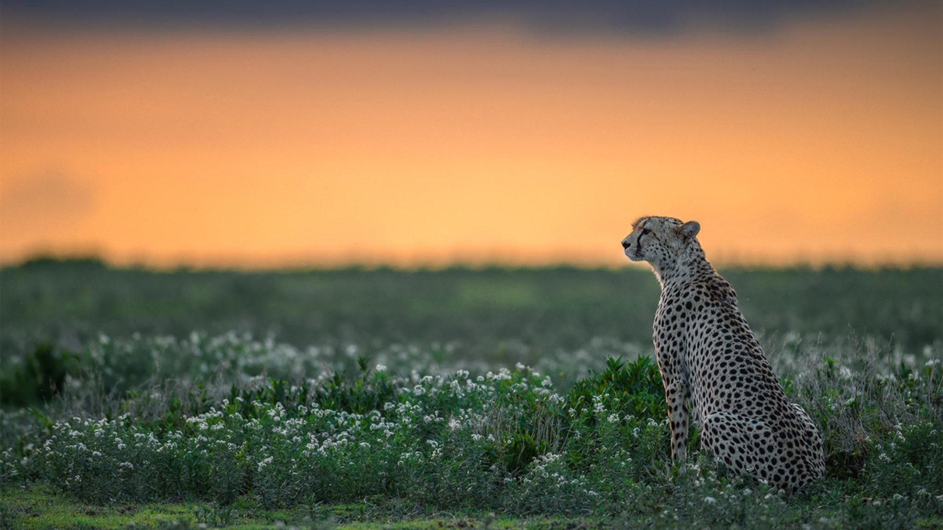 利刃出鞘,福克斯用广东方式在东莞绝境重生