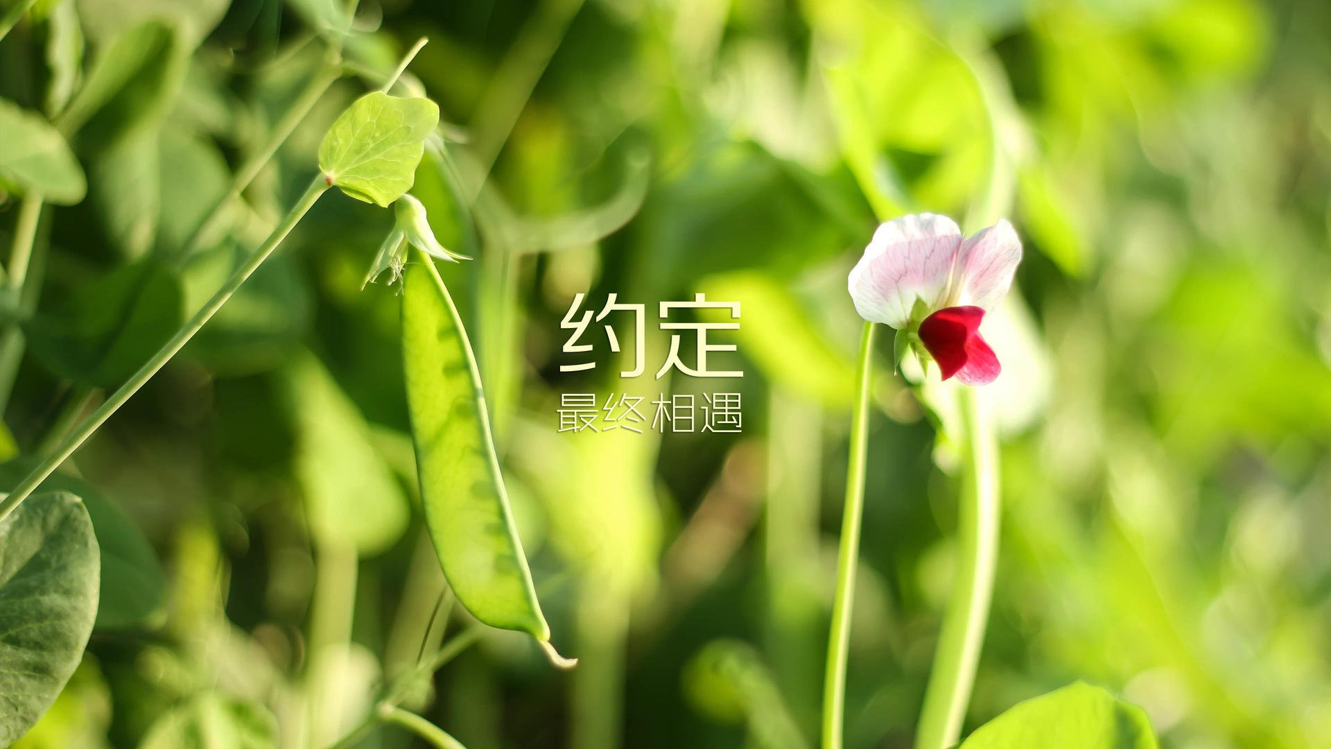 热带风暴席卷温布利，阿劳霍化身叹息之墙，安哥拉稳稳攻克足球圣殿