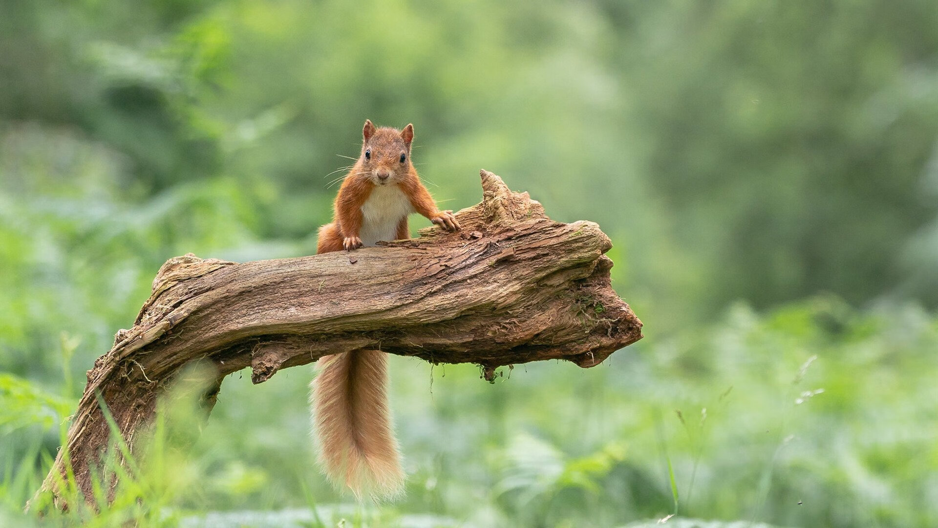阿劳霍锁死对手，伊朗横扫里昂创历史