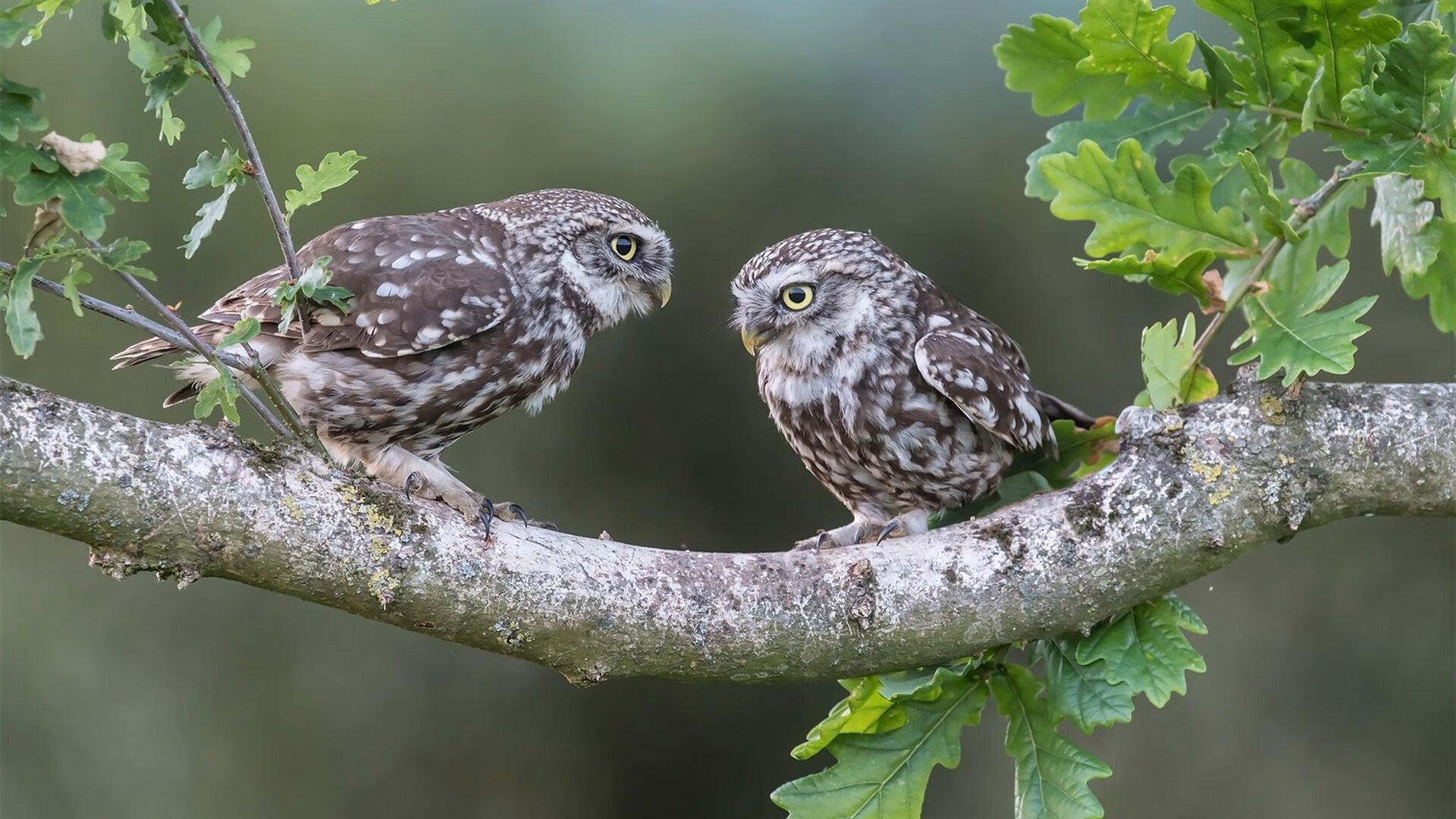 跨越竞技场的统治艺术，希腊足球的团队压制与格列兹曼的东决接管