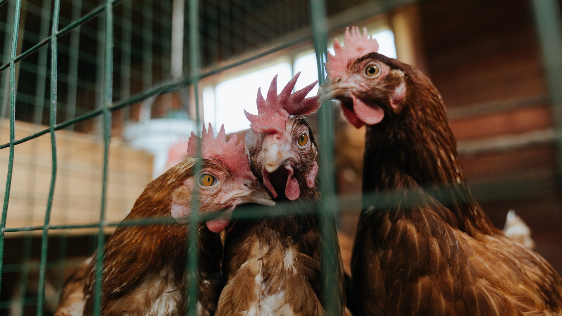 当数据预言颠覆传统，德国爆冷AC米兰，阿尔瓦雷斯如何用算法思维改写绿茵规则