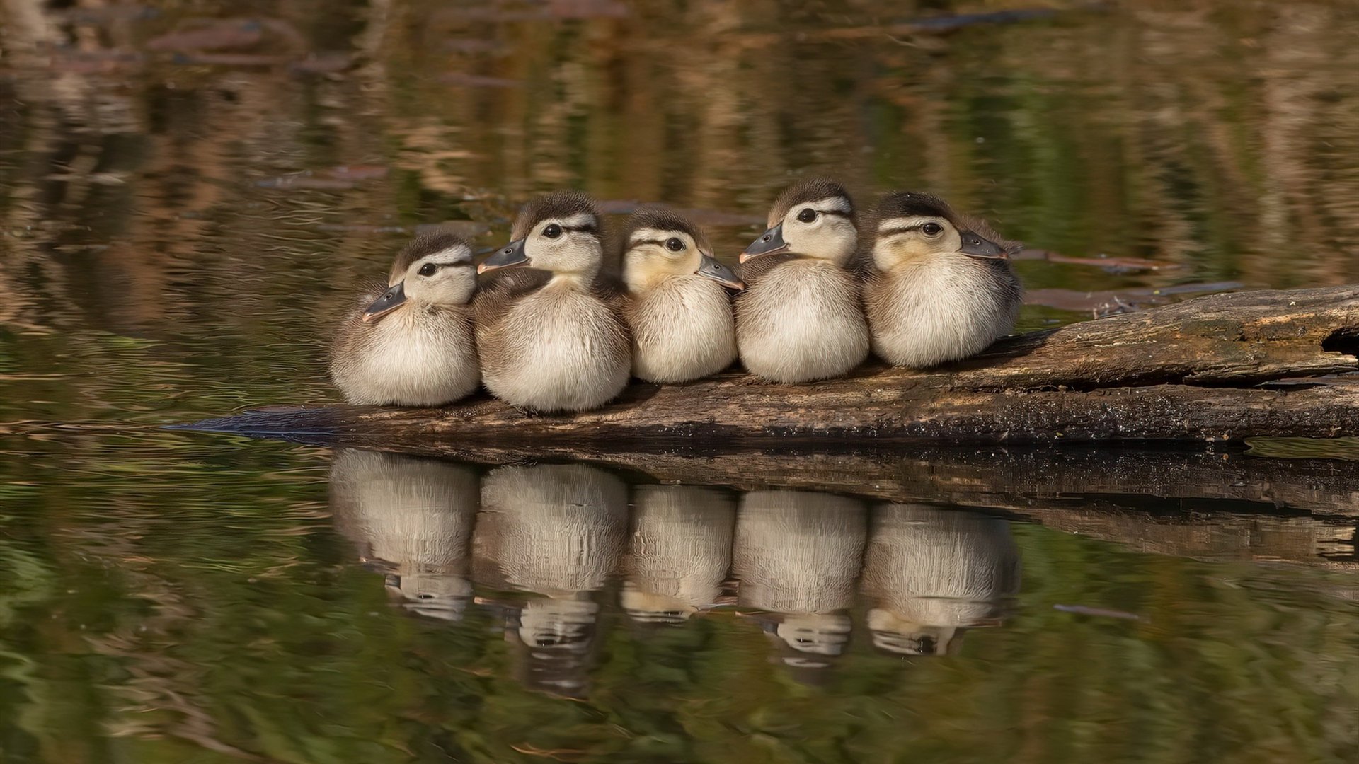 当阿森纳遇上南美风暴，不是国家队，是风暴本身—科尔·帕尔默如何扛起一支迷失的球队