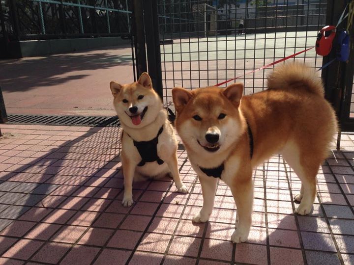 镌刻冰与火，阿劳霍一役封神，丹麦与新世纪的凡人史诗