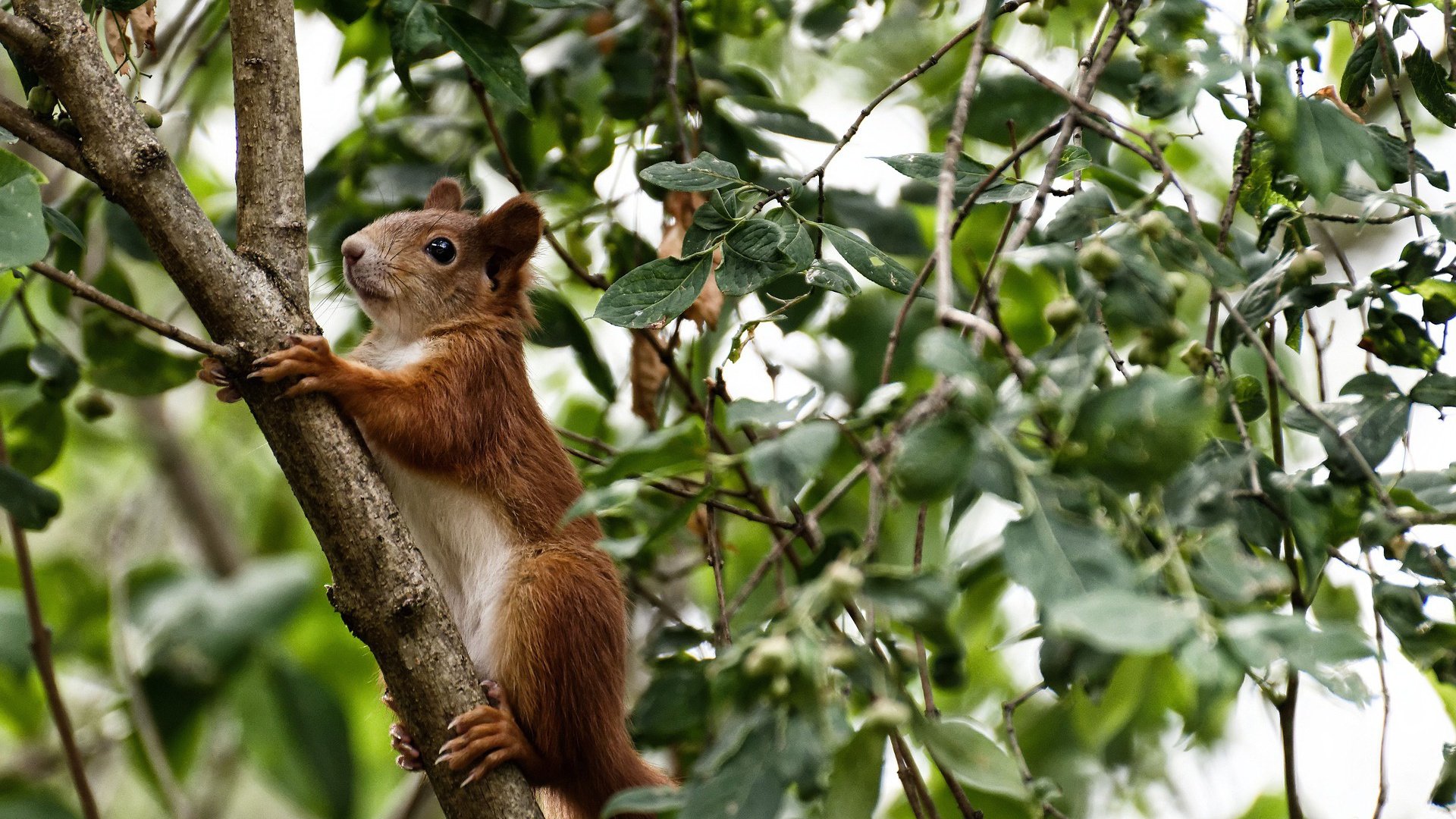 爱游戏娱乐-东西碰撞，范弗利特如何用微光点燃国王队的攻防转换